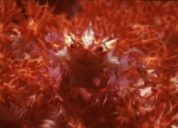 "Pokemon" (aka soft coral crab) taken at Killibob's Knob,... by Patrick Pon 